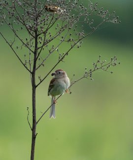 Indoor arcade game room at Ojaswi Resort featuring a basketball machine and punching game.